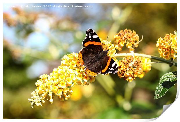 A Red Admiral butterfly on a Yellow Buddleja Print by John Keates