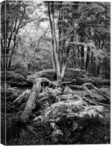 Epping Forest Canvas Print by Stephen Birch