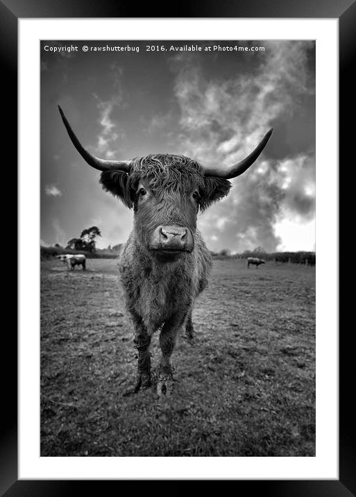 Rugged High Park Cattle Framed Mounted Print by rawshutterbug 