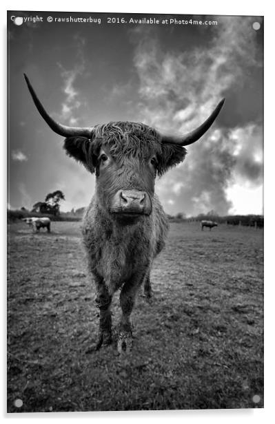 Rugged High Park Cattle Acrylic by rawshutterbug 