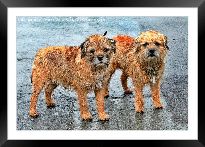 Border terrier dogs Framed Mounted Print by Derrick Fox Lomax