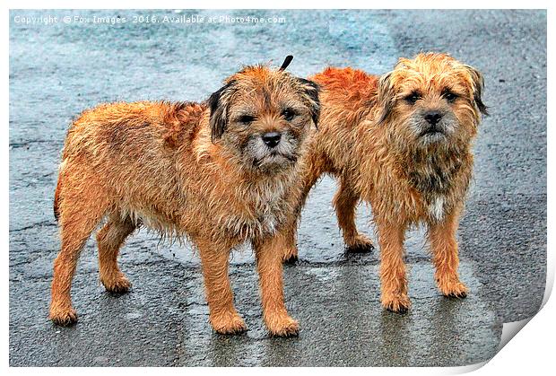 Border terrier dogs Print by Derrick Fox Lomax