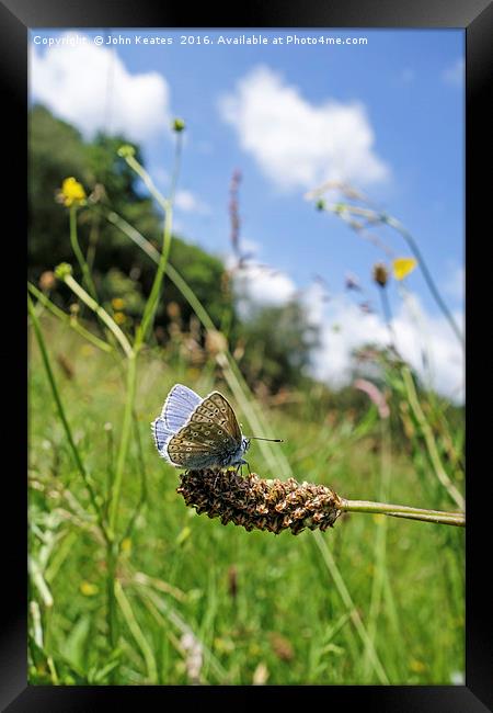 A male Common Blue (Polyommatus icarus) butterfly Framed Print by John Keates