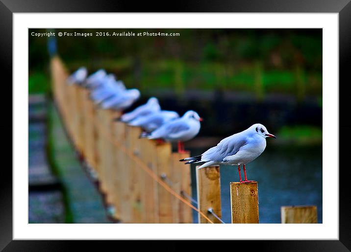  gulls lining up Framed Mounted Print by Derrick Fox Lomax