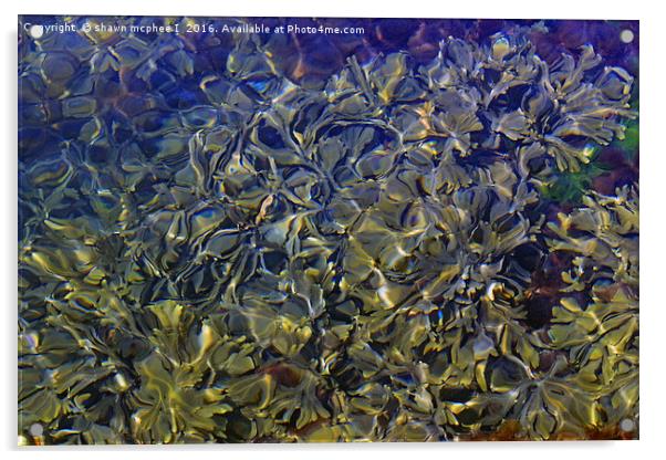 water seaweed Acrylic by shawn mcphee I