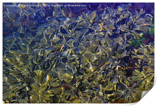 water seaweed Print by shawn mcphee I