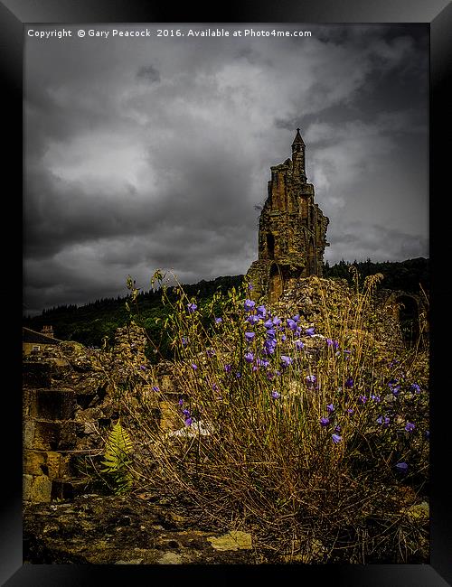 Flowers in the ruins Framed Print by Gary Peacock