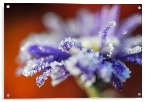 Crystalline bloom Acrylic by Andrew Kearton