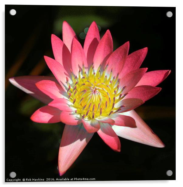 Pink Lotus  Acrylic by Rob Hawkins