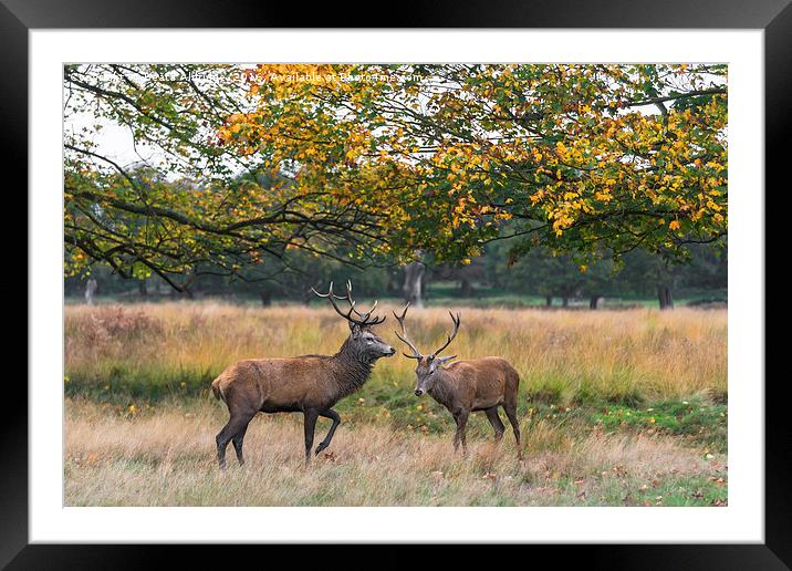 Two deer stags Framed Mounted Print by Beata Aldridge