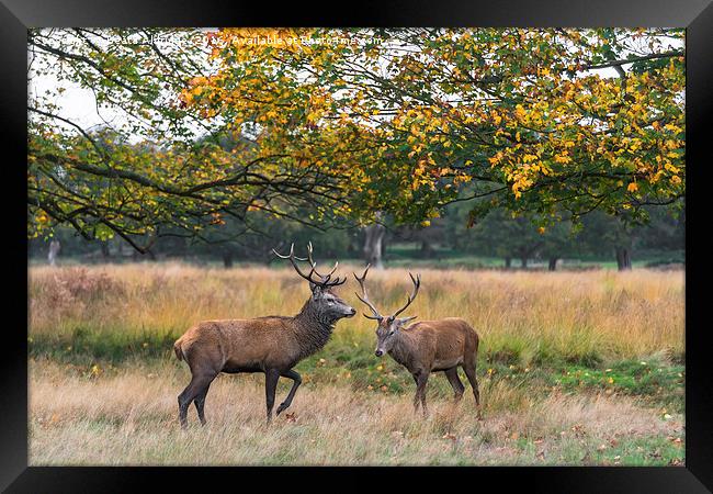 Two deer stags Framed Print by Beata Aldridge