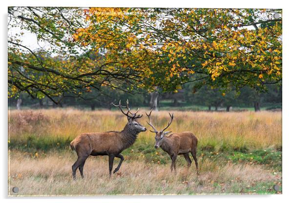 Two deer stags Acrylic by Beata Aldridge