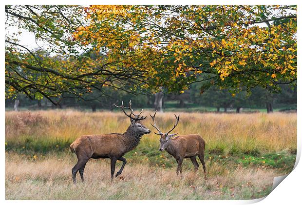 Two deer stags Print by Beata Aldridge