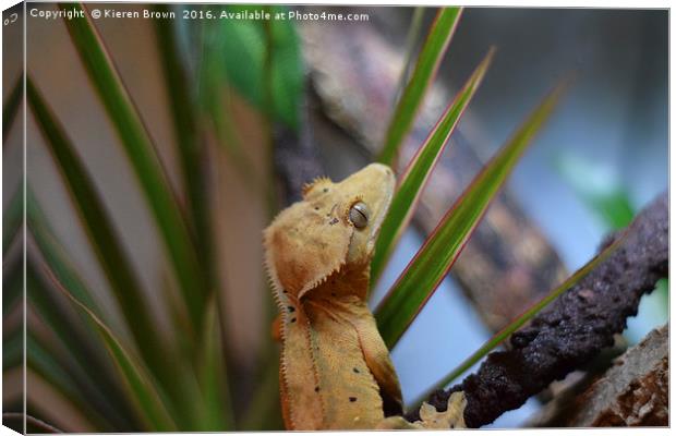 Crested Gecko - Happy Chappy! - 2 Canvas Print by Kieren Brown