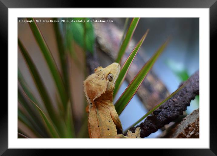 Crested Gecko - Happy Chappy! - 2 Framed Mounted Print by Kieren Brown