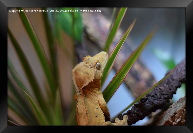 Crested Gecko - Happy Chappy! - 2 Framed Print by Kieren Brown