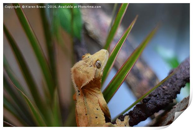 Crested Gecko - Happy Chappy! - 2 Print by Kieren Brown