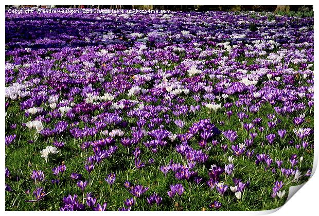A SEA OF PURPLE Print by andrew saxton