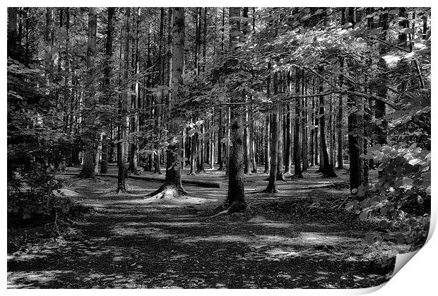 Stover Country Park in Black and White Print by Jay Lethbridge