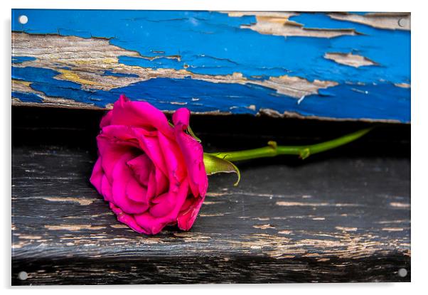 Forgotten Rose Acrylic by Svetlana Sewell