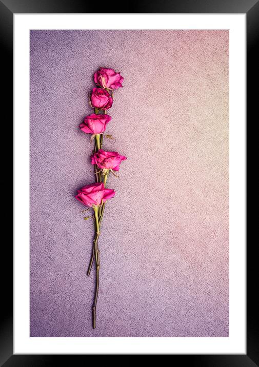 Love Roses Framed Mounted Print by Svetlana Sewell
