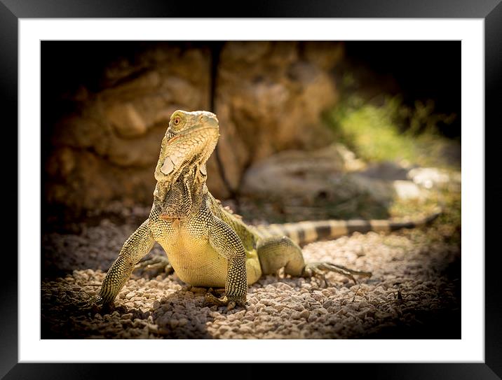 Iguana Framed Mounted Print by Gail Johnson