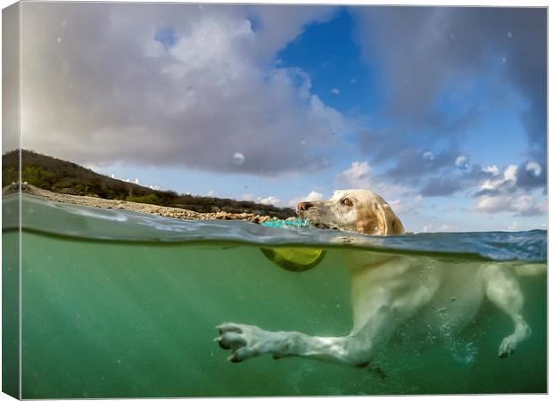 Dog swimming -Curacao Views  Canvas Print by Gail Johnson
