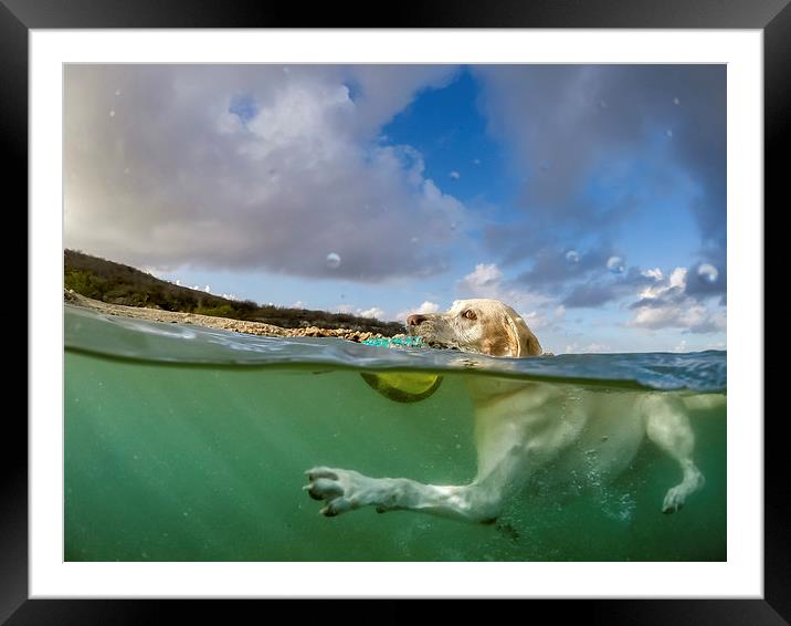 Dog swimming -Curacao Views  Framed Mounted Print by Gail Johnson