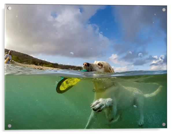 Dog swimming -Curacao Views  Acrylic by Gail Johnson
