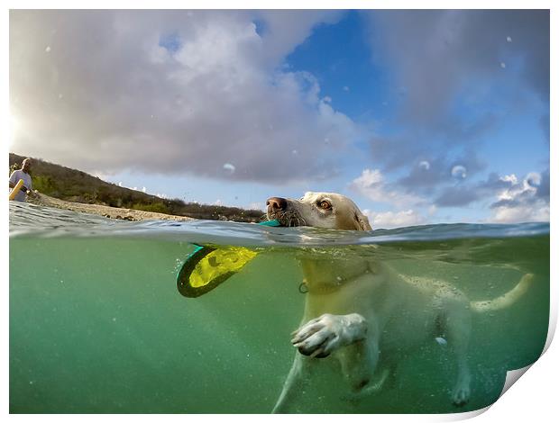 Dog swimming -Curacao Views  Print by Gail Johnson