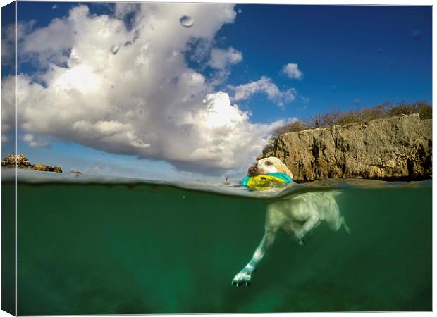 Dog swimming -Curacao Views  Canvas Print by Gail Johnson