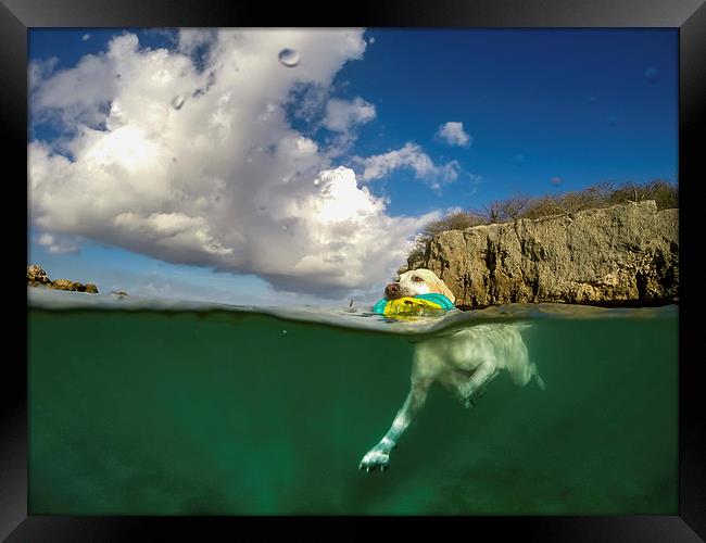 Dog swimming -Curacao Views  Framed Print by Gail Johnson