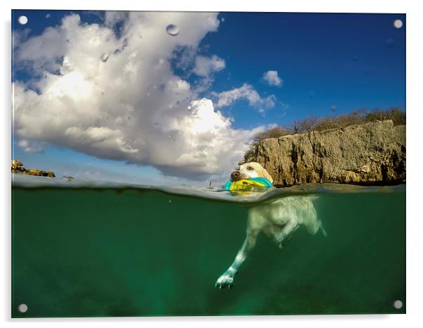 Dog swimming -Curacao Views  Acrylic by Gail Johnson