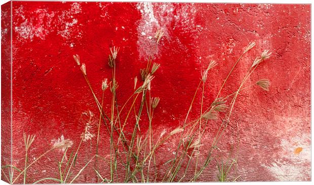 red and grasses Canvas Print by Gail Johnson