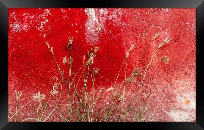 red and grasses Framed Print by Gail Johnson