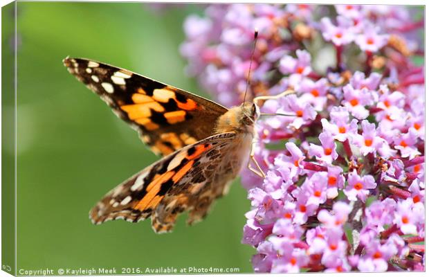 Painted Lady Butterfly  Canvas Print by Kayleigh Meek