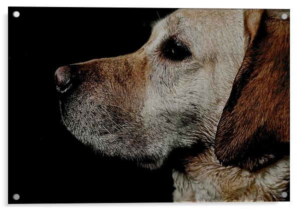     Loving Labrador Dog                            Acrylic by Sue Bottomley