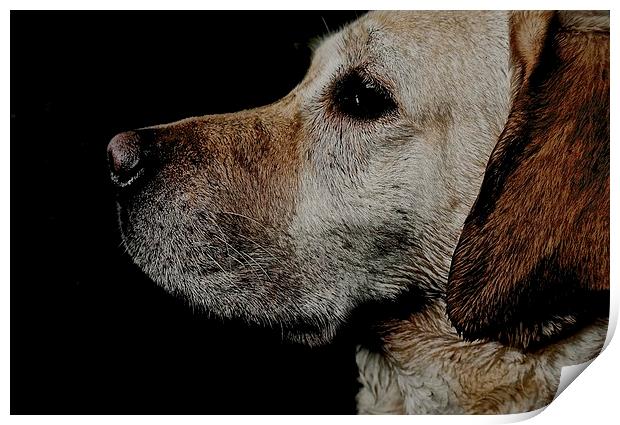     Loving Labrador Dog                            Print by Sue Bottomley