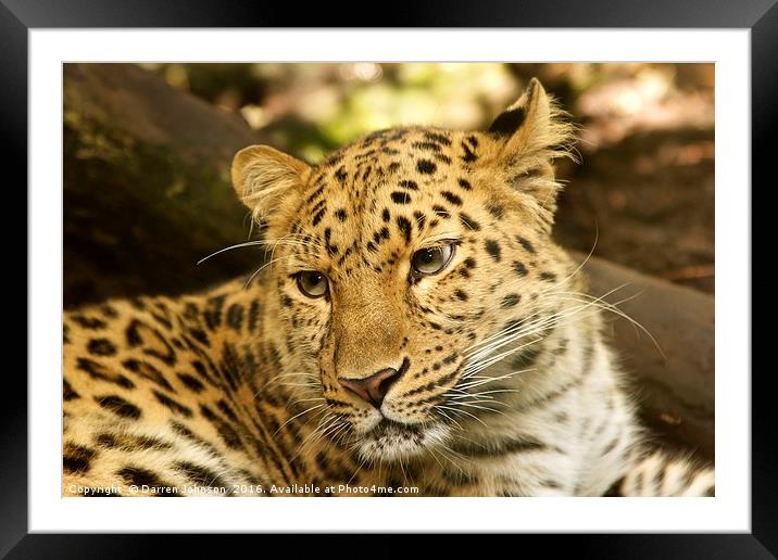 Amur Leopard Framed Mounted Print by Darren Johnson