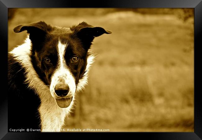 Border Collie Farm Dog Framed Print by Darren Johnson