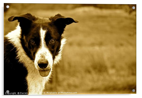 Border Collie Farm Dog Acrylic by Darren Johnson