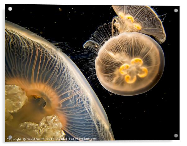 Jellyfish longbeach aquarium Acrylic by David Smith