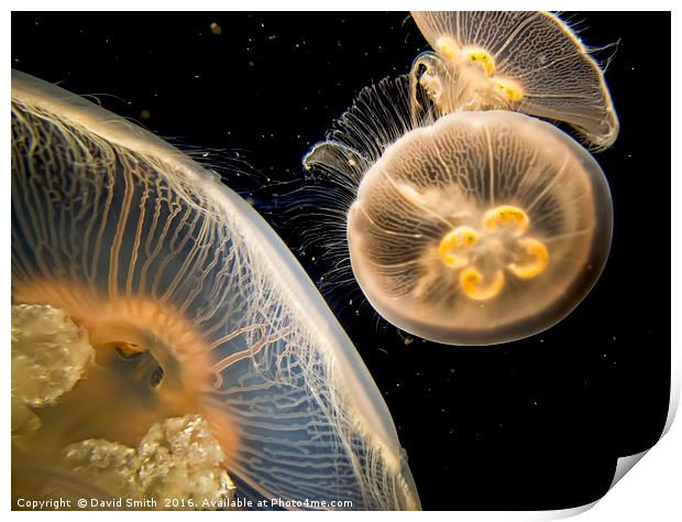 Jellyfish longbeach aquarium Print by David Smith