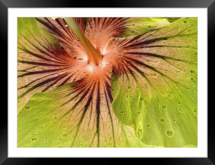 hibiscus abstract Framed Mounted Print by Heather Newton