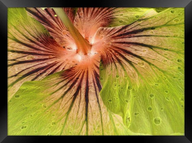 hibiscus abstract Framed Print by Heather Newton