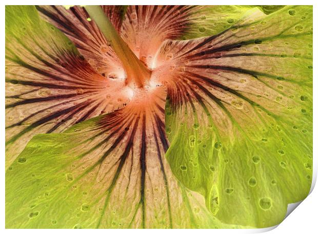 hibiscus abstract Print by Heather Newton