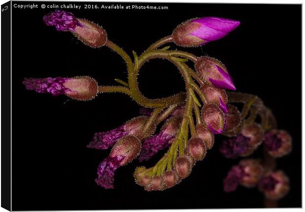  Cape Sundew - Flower Buds Canvas Print by colin chalkley
