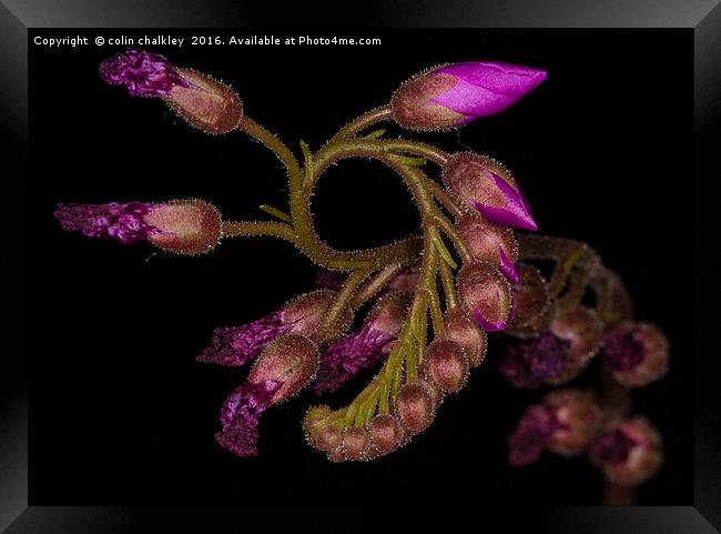  Cape Sundew - Flower Buds Framed Print by colin chalkley