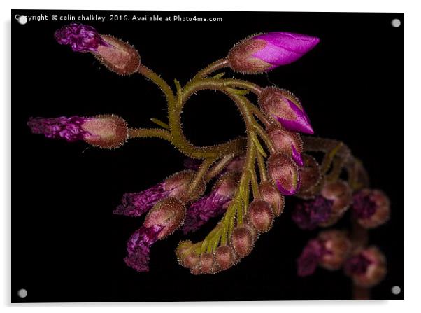  Cape Sundew - Flower Buds Acrylic by colin chalkley