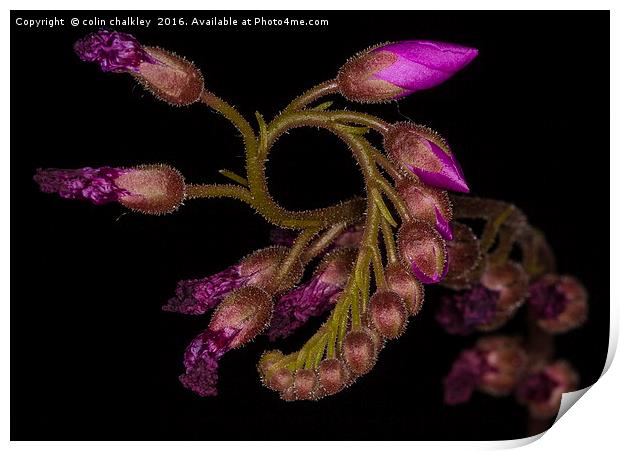  Cape Sundew - Flower Buds Print by colin chalkley